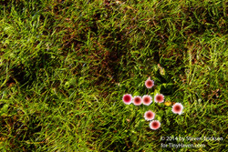 Komilon Flower In The Grass