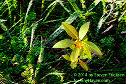 Canfron Flower In The Grass