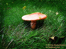 Shroom In The Grass